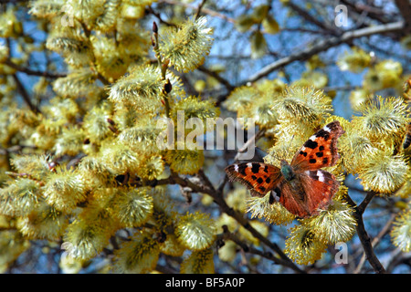 Butterfly on the branch of blooming willow tree. Siberia, Russian Federation Stock Photo