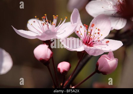Blossom of a Cherry Plum (Prunus cerasifera) Stock Photo