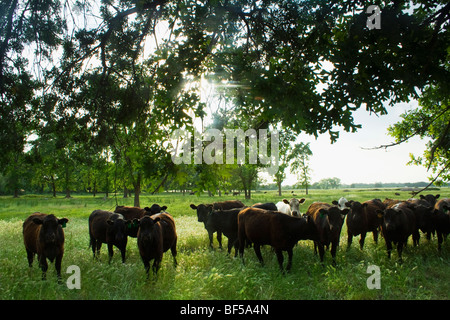 Livestock - Mixed breeds of beef cattle, mostly Black Angus, on a green pasture / near Vina, California, USA. Stock Photo