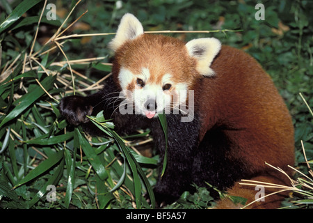 Red Panda (Ailurus fulgens) feeding on bamboo, China, Asia Stock Photo