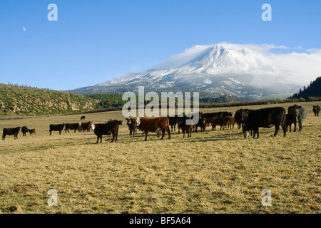 Mixed breeds of beef cattle; Black Angus & Black Baldie, on a Winter pasture with snow covered Mt. Shasta in the background. Stock Photo