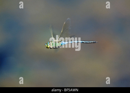 Dragonfly (Anax imperator) flying Stock Photo