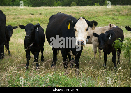 Livestock - A Black Baldie cow on a green pasture with Black Angus calves around her / Jacksboro, Texas, USA. Stock Photo