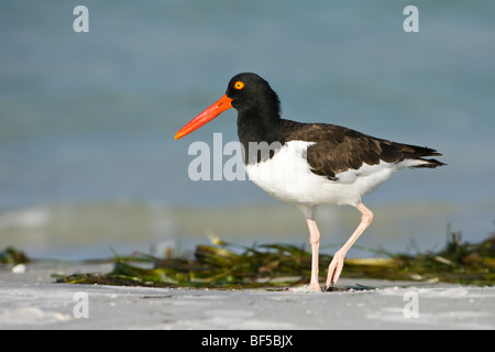 American oyster catcher on a beach in western Florida Stock Photo