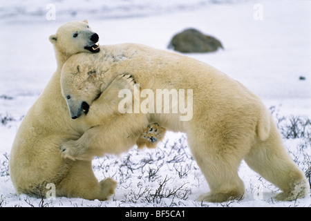 Polar Bears (Ursus maritimus) playing, hugging, Churchill, Canada Stock Photo