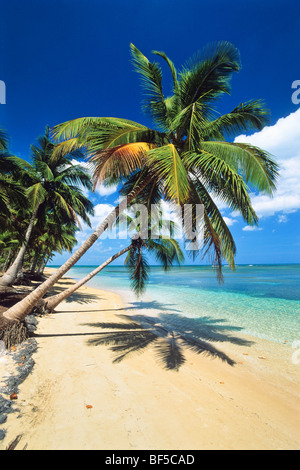 Coconut trees (Cocos nucifera), beach, Dominican Republic, Caribbean Stock Photo