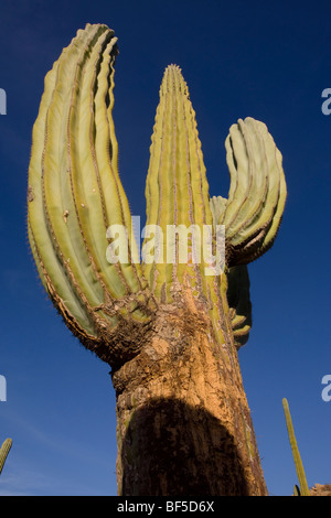 Giant Saguaro (Carnegiea gigantea), Baja California.