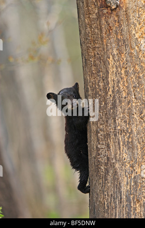 American Black Bear (Ursus americanus). Spring cub (4 month old) climbing a tree to be secure. Stock Photo