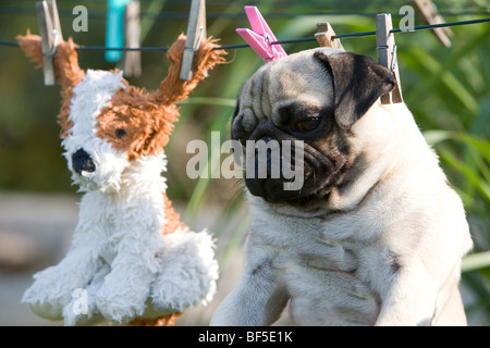 A pug and its freshly washed toy on the laundry line Stock Photo