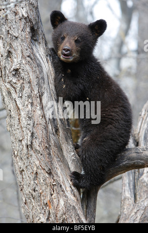 American Black Bear (Ursus americanus). Spring cub (4 month old) sitting secure in a tree. Stock Photo