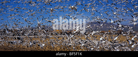 Snow Geese (Anser caerulescens atlanticus) wintering in Bosque del Apache, New Mexico, USA Stock Photo