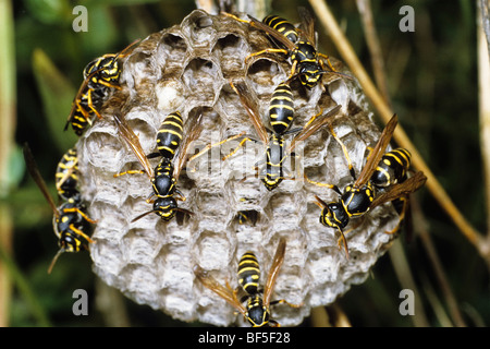 Wasps (Pollistes nimpha) at nest, Germany, Europe Stock Photo