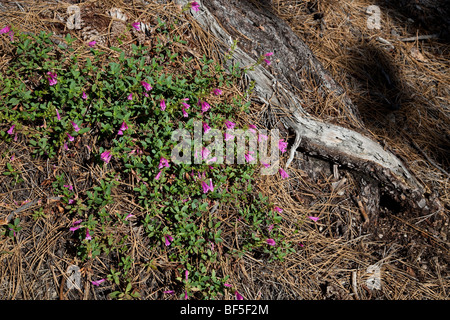 Mountain Pride (Penstemon newberryi) growing in pine woods in the Sierras near Lake Tahoe