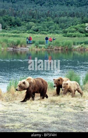 Brown Bear, Grizzly-Bear (Ursus arctos), female with cubs, tourists, Katmai National Park, Alaska, USA Stock Photo