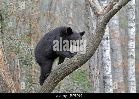 American Black Bear (Ursus americanus). Yearling 1 year and a half old climbing a tree to be secure. Stock Photo