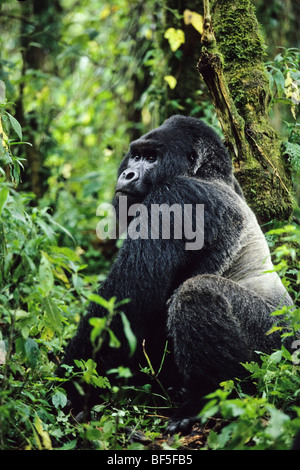 Mountaingorilla (Gorilla beringei), silverback, male, Virunga National Park, Zaire, Africa Stock Photo