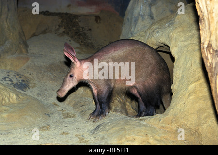 Aardvark (Orycteropus afer) leaving den, zoo, Africa Stock Photo