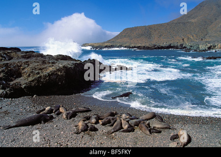 Northern Elephant Seals (Mirounga angustirostris) basking in the sun, Baja California, Mexico Stock Photo