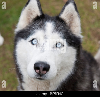 portrait of white siberian Husky dog with christmas tree Stock Photo ...