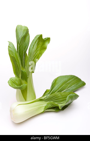 Pak Choi from the cabbage family used in asian cooking isolated against white background Stock Photo