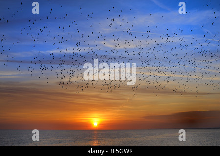 Starlings swarm over the sea at sunset Stock Photo