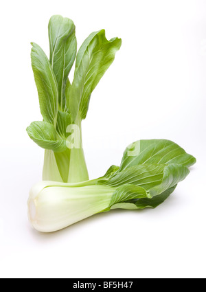 Pak Choi from the cabbage family used in asian cooking isolated against white background Stock Photo