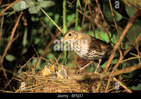 Song Thrush (Turdus philomelos) at the nest with young Stock Photo