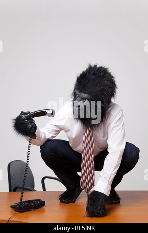 Abstract image of a gorilla in business attire sat on a desk trying to work out how to use the phone. Stock Photo