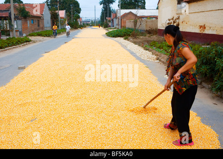 Woman drying corn in the sun, Weifang, Shandong Province, China Stock Photo