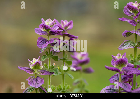 Salvia horminum Oxford Blue in Autumn Stock Photo