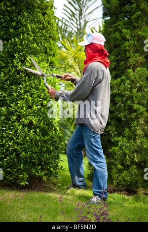 Gardener, workers clipping hedges & trees, shape. Tree Topiary at Suan Nong Nooch or NongNooch Tropical Botanical Garden Resort, Pattaya, Thailand Stock Photo