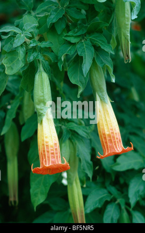 Close up of orange trumpets of brugmansia Stock Photo