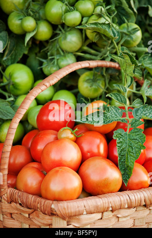 ripe red tomatoes in organic quality in a greenhouse Stock Photo - Alamy