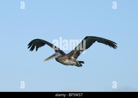 Brown Pelican (Pelecanus occidentalis), immature in flight, Galapagos Islands, Ecuador, South America