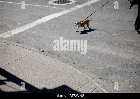 A dog is being walked across the street in Manhattan, NY. Stock Photo