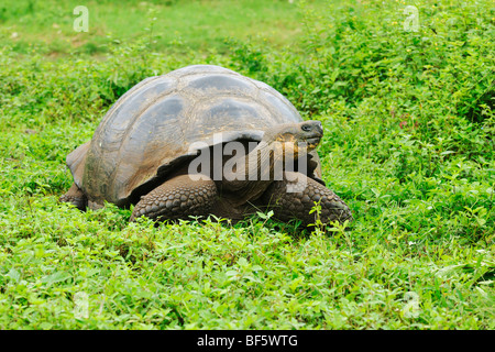 Galapagos Giant Tortoise (Geochelone elephantopus), adult eating, Galapagos Islands, Ecuador, South America Stock Photo