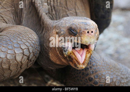 Galapagos Giant Tortoise (Geochelone elephantopus), adult, Galapagos Islands, Ecuador, South America Stock Photo