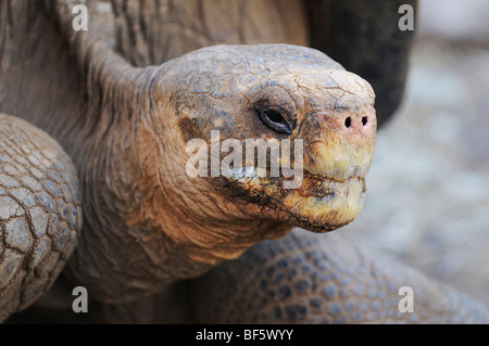 Galapagos Giant Tortoise (Geochelone elephantopus), adult, Galapagos Islands, Ecuador, South America Stock Photo