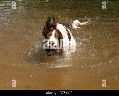 wet dog Stock Photo
