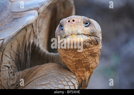 Galapagos Giant Tortoise (Geochelone elephantopus), adult, Galapagos Islands, Ecuador, South America Stock Photo