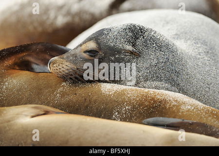Galapagos Sea Lion (Zalophus wollebaeki), adult at beach, Espanola Island, Galapagos, Ecuador, South America Stock Photo