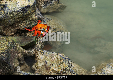 Sally Lightfoot Crab (Grapsus grapsus), adult, Espa ola Island, Galapagos, Ecuador, South America Stock Photo