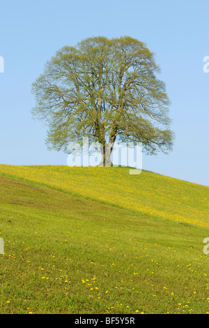 Linden tree (Tilia sp.), tree in spring, Switzerland, Europe Stock Photo