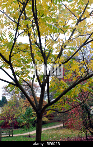 Butternut, Juglans cinerea, in autumn at Batsford Arboretum, Gloucestershire, England, UK Stock Photo