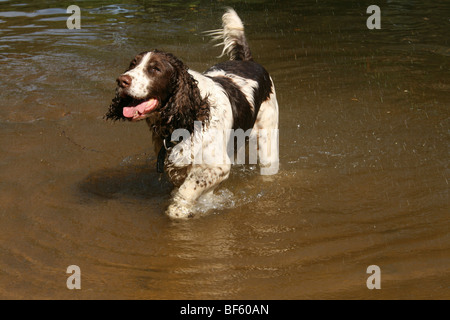 wet dog Stock Photo