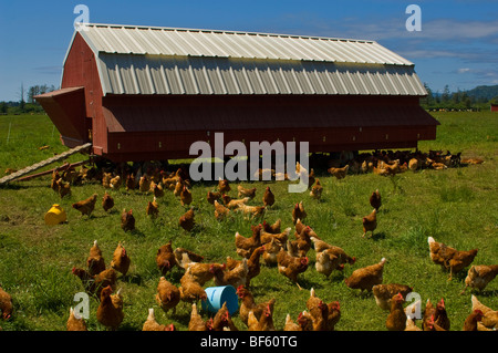 Chickes in front of barn shaped chicken coop on farm near Crescent City, California Stock Photo