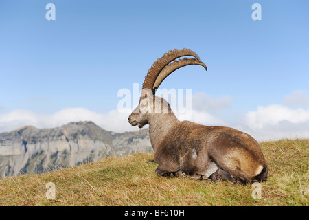 Alpine Ibex (Capra ibex), buck sitting, Niederhorn, Interlaken, Switzerland, Europe Stock Photo