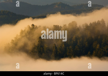 Sunrise light on coastal fog over hills near the mouth of the Klamath River, Redwood National Park, California Stock Photo