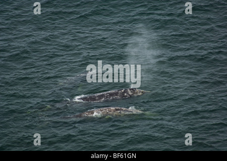Family of California Gray Whales on surface of ocean water, Redwood National Park, California Stock Photo