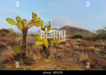 Prickly pear cactus (Opuntia echios), Puerto Egas Bay, Santiago Island, Galapagos Islands, Ecuador, South America